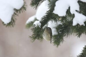 キクイタダキ2024年3月9日