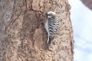 コゲラ2024年3月17日