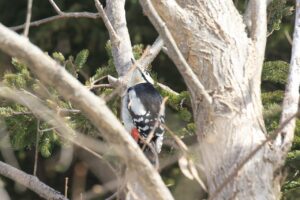 アカゲラ♂2024年3月31日