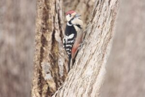 オオアカゲラ♂2024年3月31日