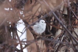 シマエナガ2024年3月24日
