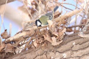 シジュウカラ2024年3月24日