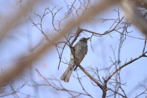 ヒヨドリ2024年3月9日