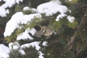 キクイタダキ2024年3月3日1