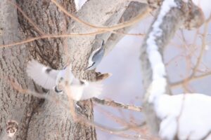 ゴジュウカラ2024年3月9日