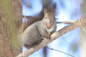 エゾリス2024年3月9日