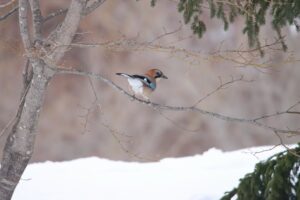 カケス2024年3月17日亜種ミヤマカケス