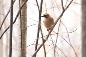 ミヤマカケス2024年3月31日1