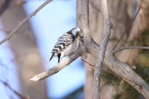 コゲラ2024年3月24日