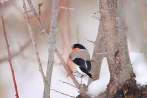 ウソ2024年3月17日亜種アカウソ2