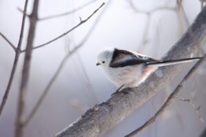 シマエナガ2024年3月9日2