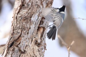 シジュウカラ2024年3月9日