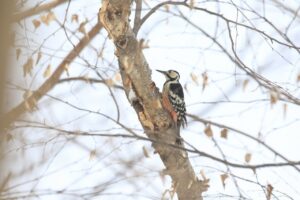 オオアカゲラ♀2024年3月17日