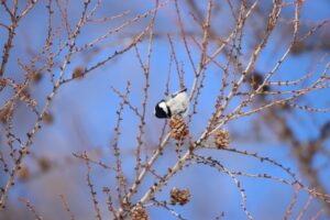 ヒガラ2024年3月17日