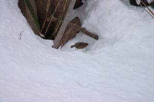 ミソサザイ2024年3月9日