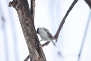 ハシブトガラ2024年3月24日