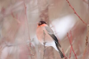 ウソ2024年3月17日亜種アカウソ1