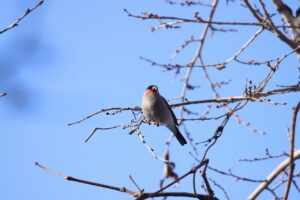 ウソ♂2024年3月31日