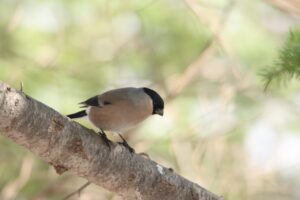 ウソ♀2024年3月24日
