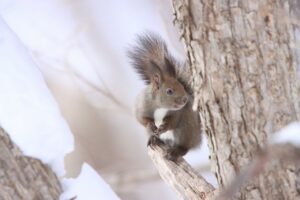 エゾリス2024年3月3日