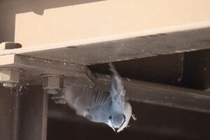 ゴジュウカラ2024年3月3日亜種シロハラゴジュウカラ