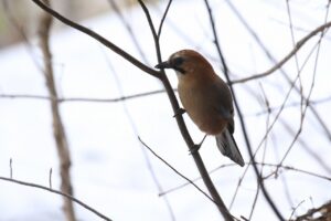 ミヤマカケス2024年3月31日