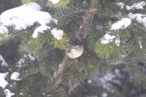 キクイタダキ2024年3月3日2