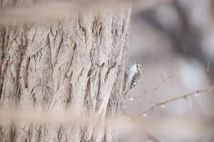 キバシリ2024年3月24日