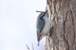 ゴジュウカラ2024年3月24日亜種シロハラゴジュウカラ