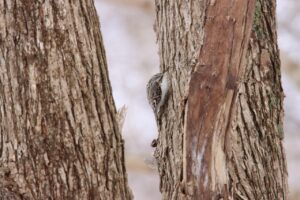 キバシリ2024年3月31日