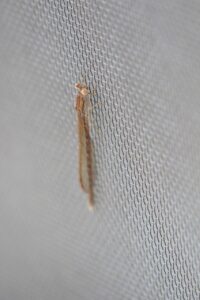 オツネントンボ2024年3月17日