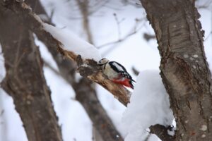 アカゲラ2024年3月9日