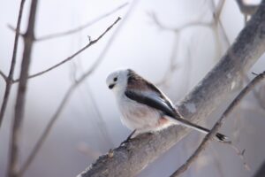 シマエナガ2024年3月9日1