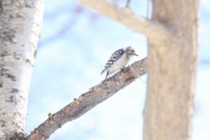コゲラ2024年3月31日