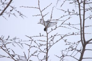 シマエナガ2024年3月3日