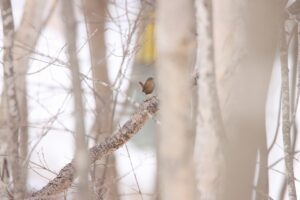 ミソサザイ2024年3月31日