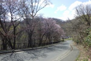 2024年4月23日サクラ開花状況 (4)