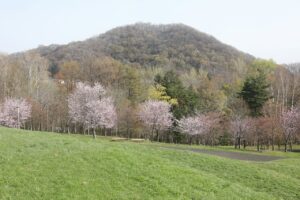 旭山記念公園の桜2024年4月27日6円山と新桜並木