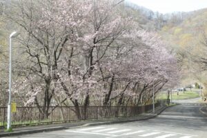 旭山記念公園の桜2024年4月26日11第1駐車場桜並木