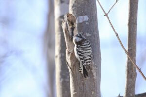 コゲラ2024年4月6日