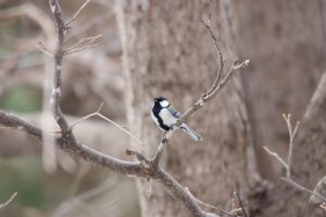 シジュウカラ2024年4月14日