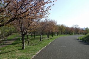 2024年4月29日新桜並木 (2)