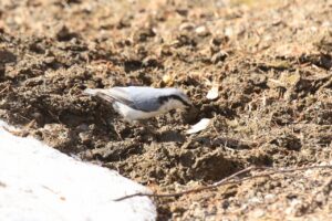 ゴジュウカラ2024年4月20日シロハラゴジュウカラ