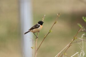 ノビタキ♂2024年4月20日