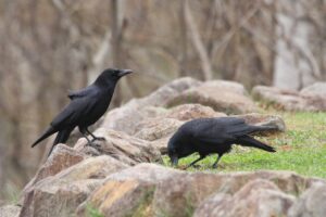 ハシボソガラス2024年4月20日
