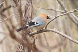 カケス2024年4月20日ミヤマカケス