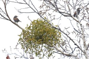 ツグミ2024年4月20日