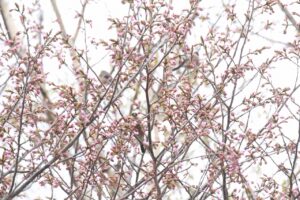 旭山記念公園の桜2024年4月21日6ウソ