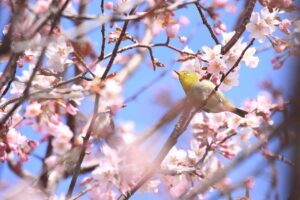 旭山記念公園の桜2024年4月22日8桜とメジロ「サクジロー」