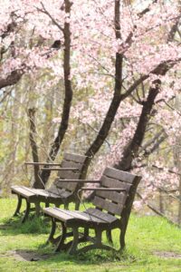 旭山記念公園の桜2024年4月26日14森の家前のベンチと桜